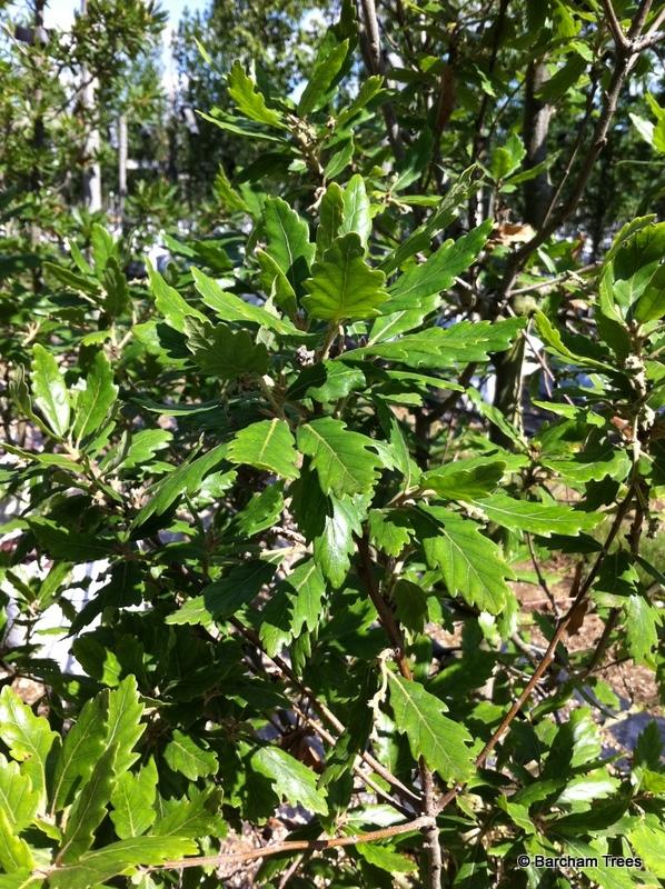 Oak tree varieties available from Barcham Trees from 1st September 2019