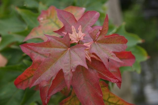 Acer cappadocicum Rubrum trees grown at Barcham Trees, Ely, UK.