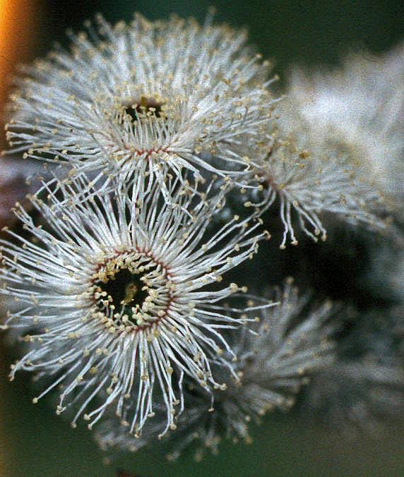 Which tree bears this flower?
