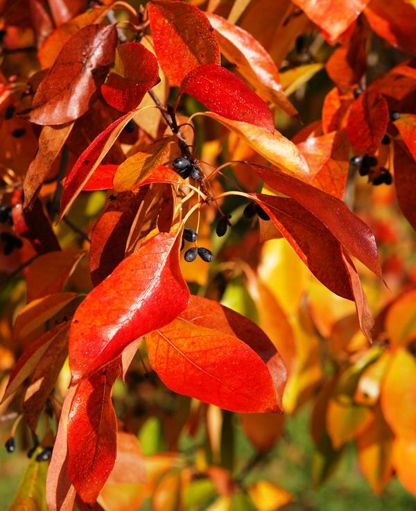 Nyssa Sylvatica - Black Gum, Tupelo - at the Barcham Trees nursery in Ely, Cambridgeshire, UK