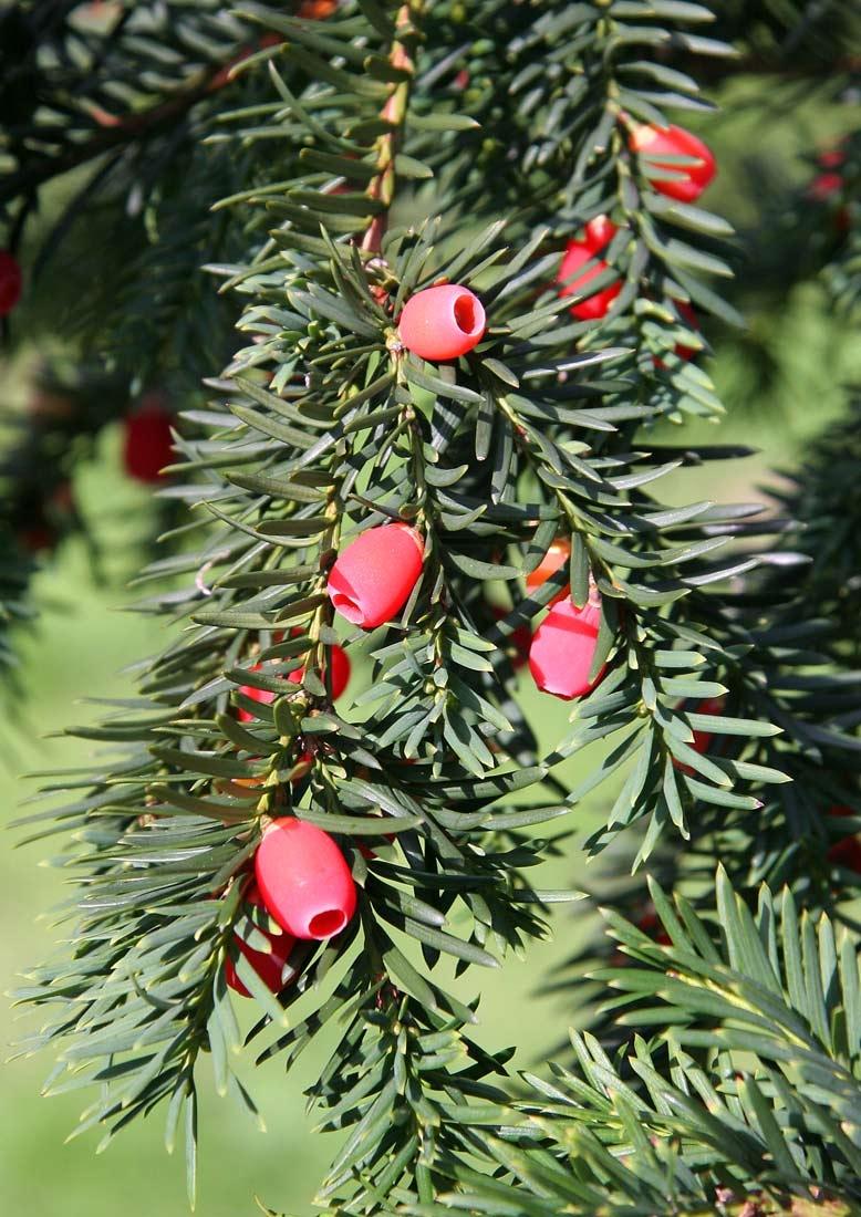 Taxus baccata - yew - hedging grown at Barcham Trees, Ely, UK.