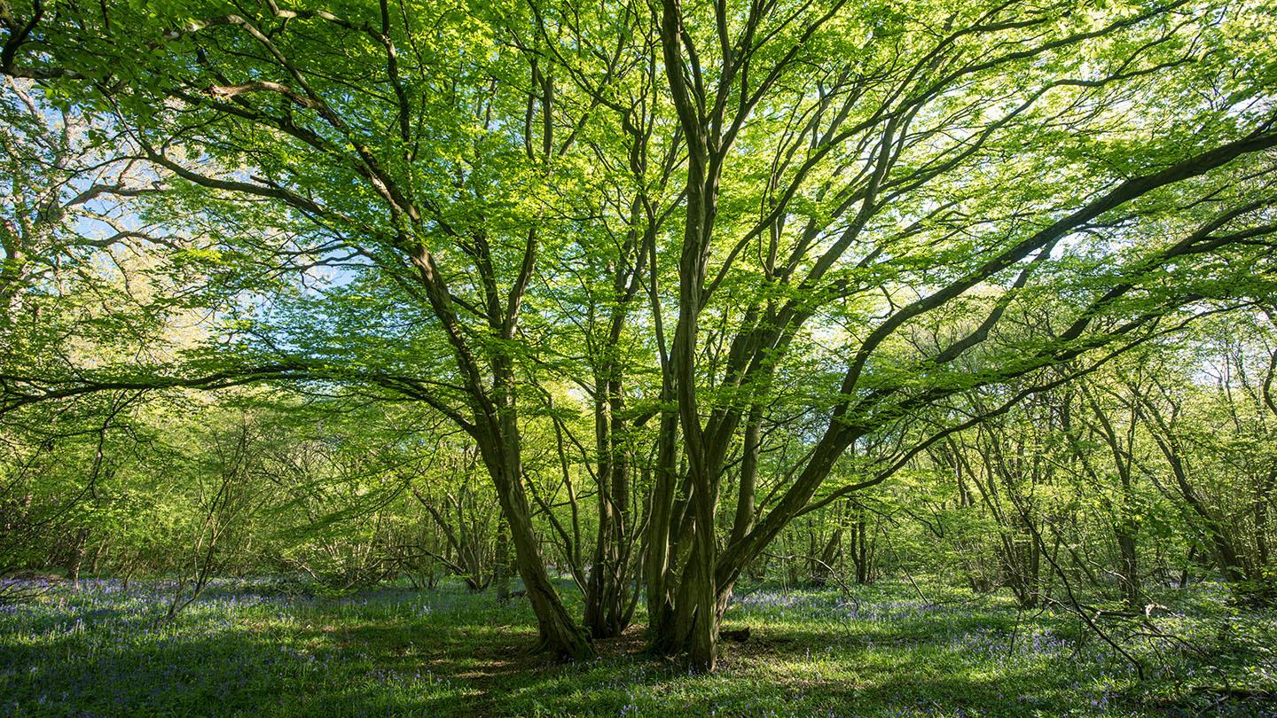 Hornbeam Tree - (Carpinus betulus)