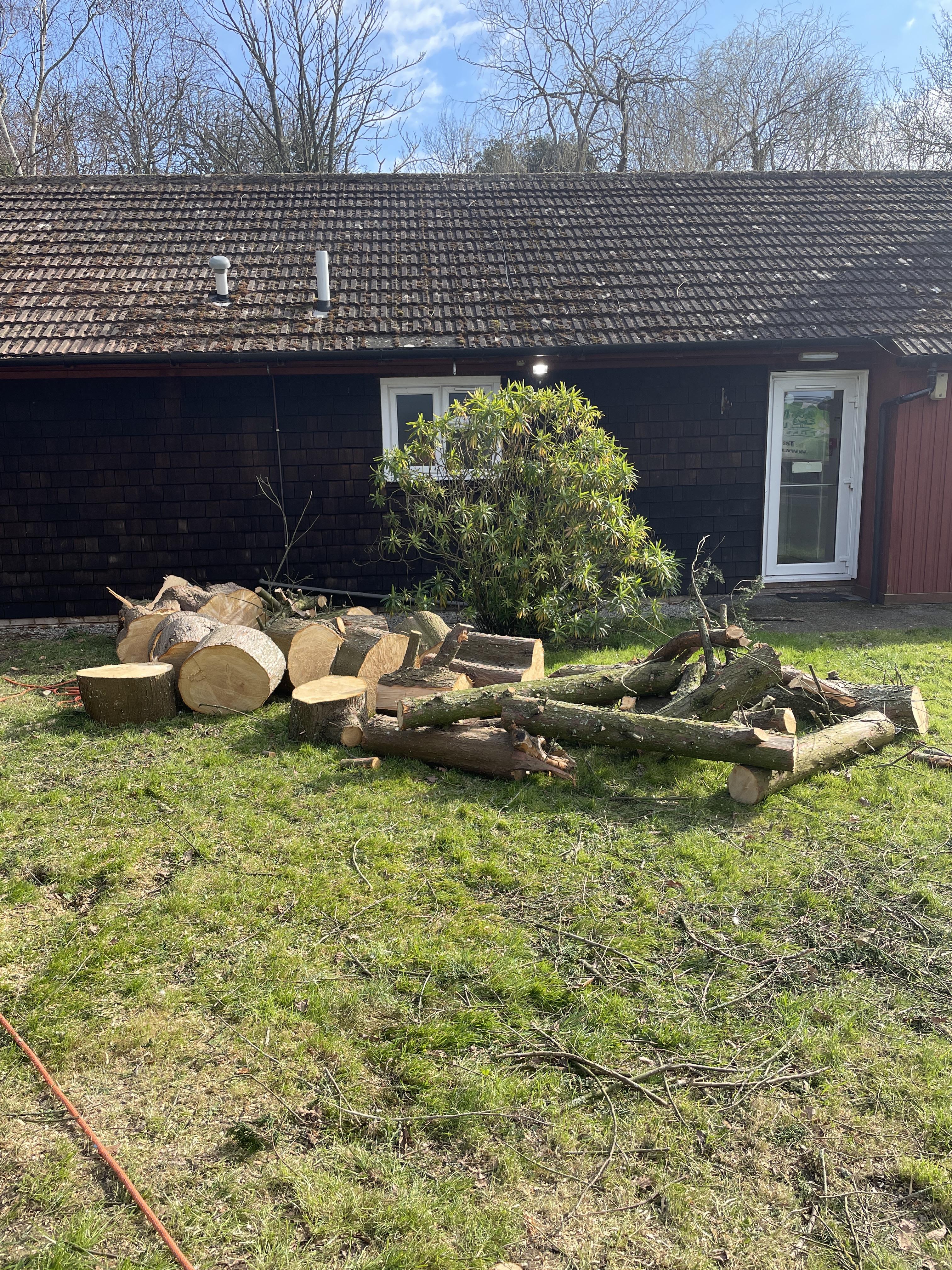 NEED LOGS GONE!