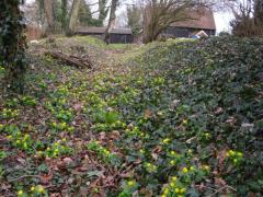 wild flower file 001