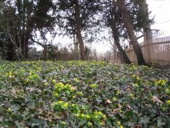 wild flower file 002