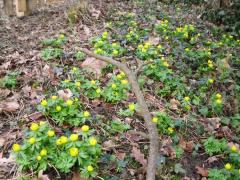 wild flower file 003