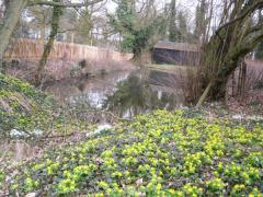 wild flower file 004