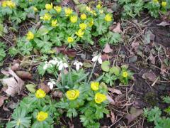 wild flower file 005