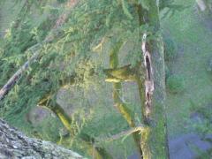 Storm damage to cedar of leb on pleasure walk, longleat