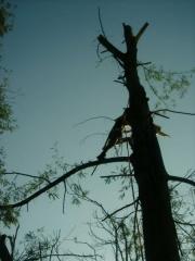 22m Acacia dealbata (known as Silver Wattle or Mimosa)