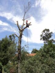 Acacia dealbata (known as Silver Wattle or Mimosa)