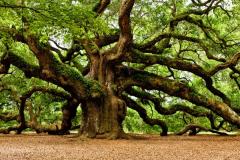 mystical angel oak tree