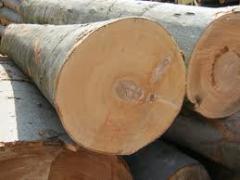 beech logs