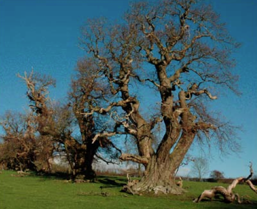 Avenue of ancient sweet chestnut castanea sativa trees at Croft Castle, Herefordshire, England