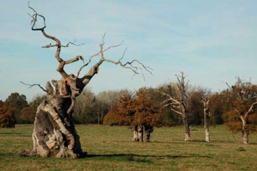 Ancient English oaks Quercus robur in wood pasture parkland landscape of Windsor great Park, Berkshire, England