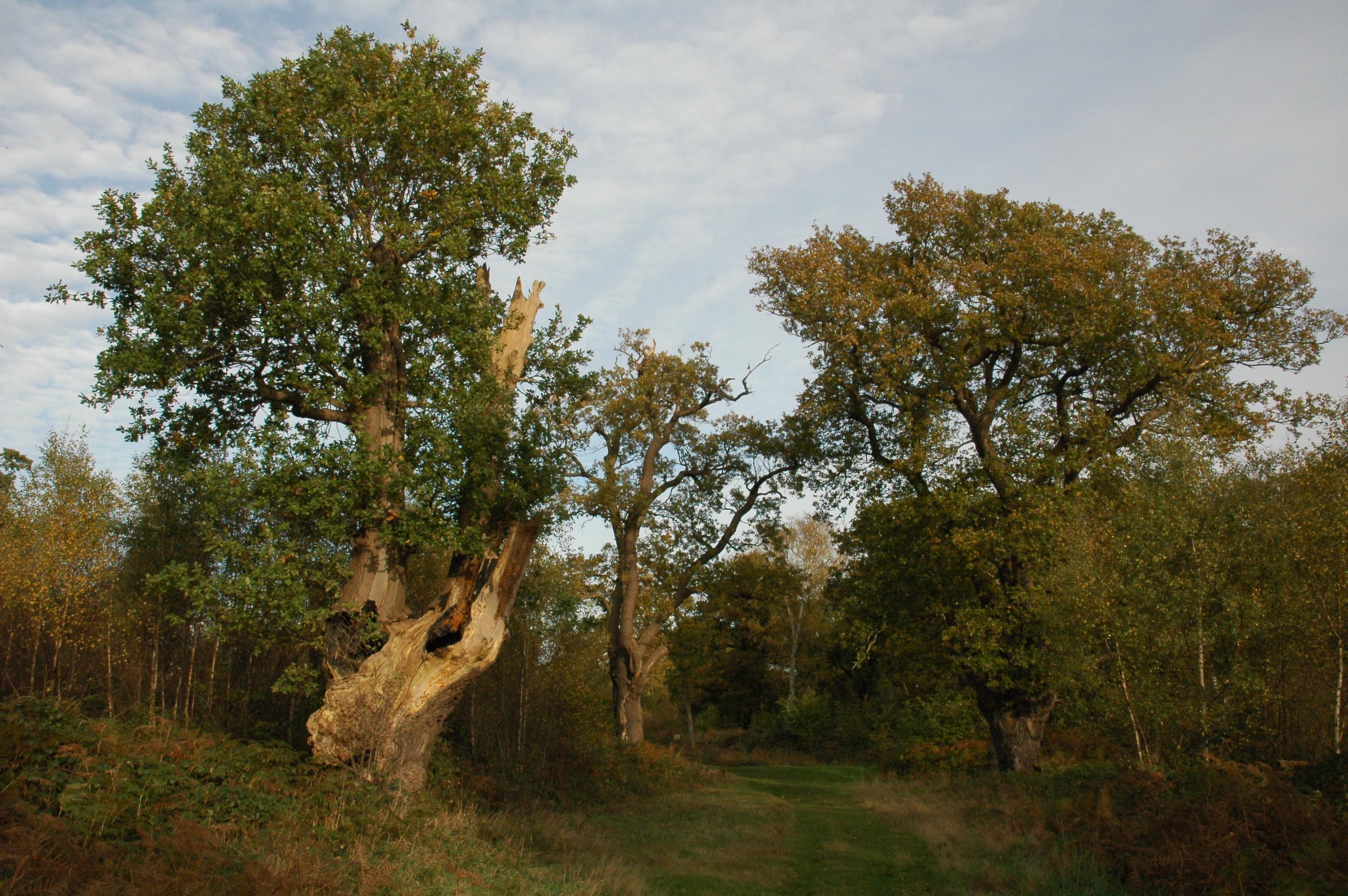 More information about "Decaying Wood, Ancient & Veteran Trees in the Cyclic Life of Arboreal Ecosystems"