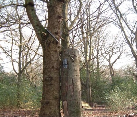 Large log resurrected for habitat