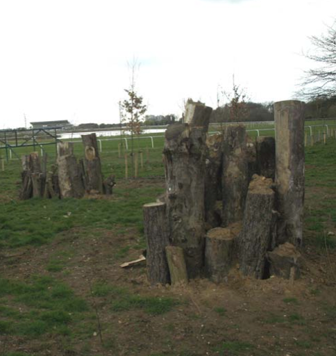 Stag beetle wood piles