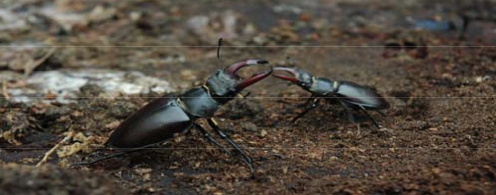 Stag beetles