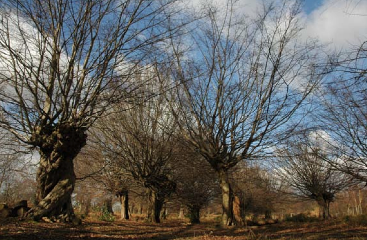 Principles & Practices for Pruning Trees