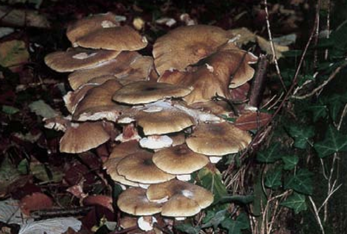 More information about "Fungi - Life Support for Ecosystems"