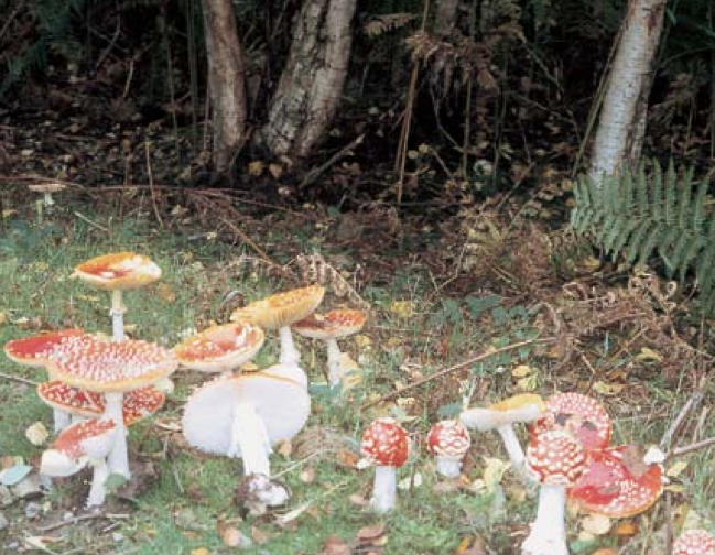 Fly Agaric (Aminita muscaria)