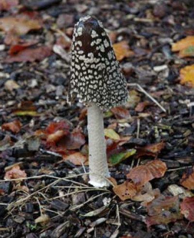 Coprinus picaceus