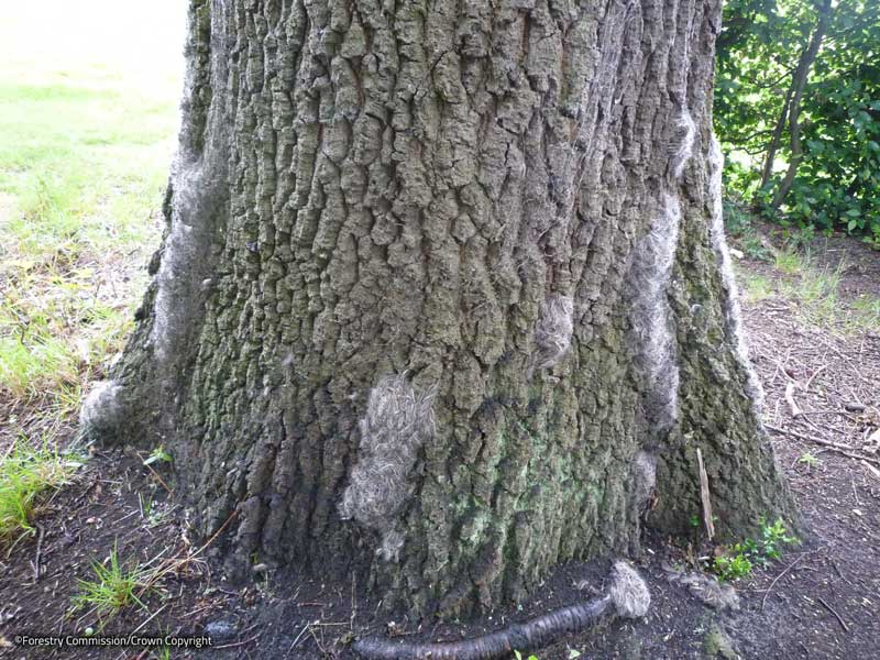 OPM nests and silken webbing trails. Nests can be attached to trunks and branches anywhere on the tree, but not among the foliage. ©Forestry Commission/Crown copyright.