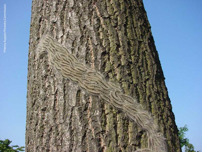 OPM caterpillars in classic procession. ©Henry Kuppen/Forestry Commission.