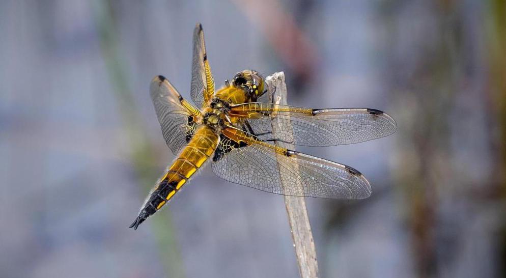 FourSpottedChaser-22May16.thumb.jpg.07ae5786d90a12e33c7e4eaa73ff7422.jpg