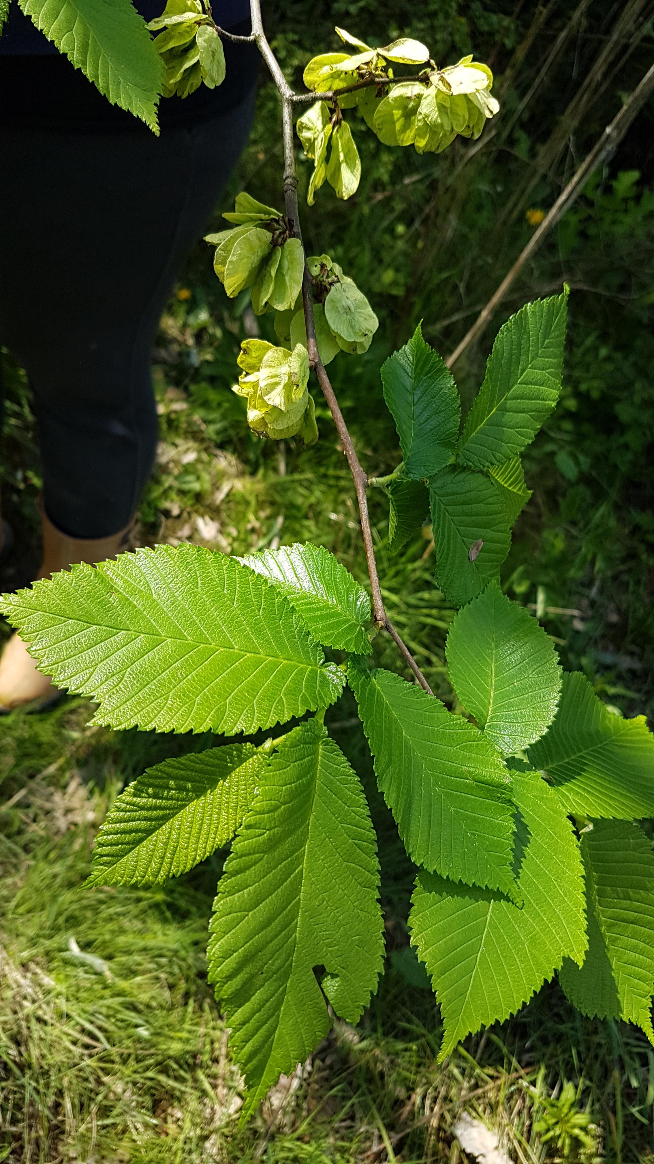 Elm tree id - Tree Identification pictures - Arbtalk | The Social ...