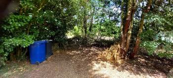 Pinewoods