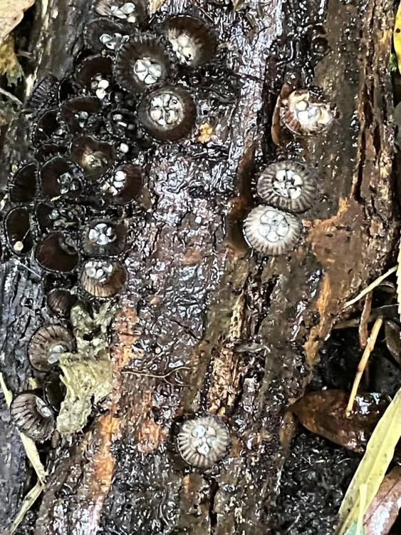 striated birds nest.jpg