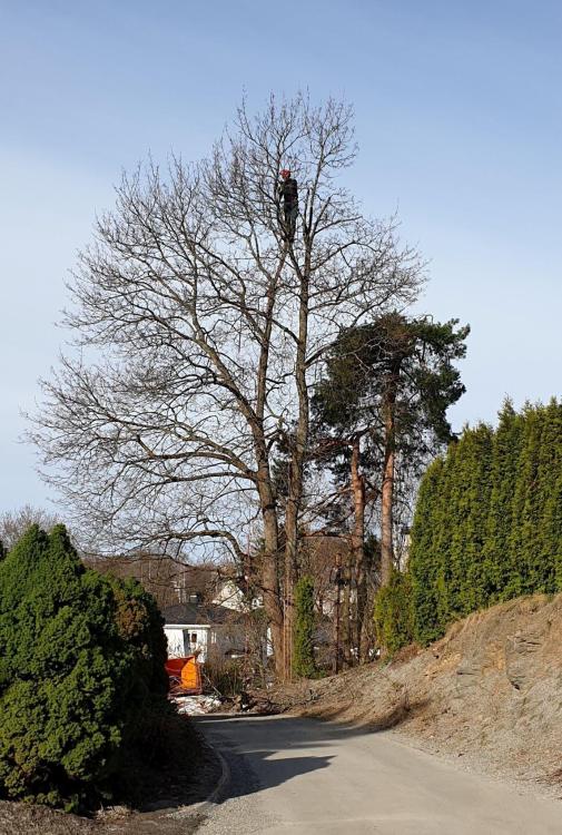 beskjæring oslo lønn (2).jpg