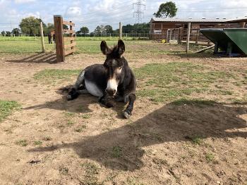 P D Mortimer Developments Ltd