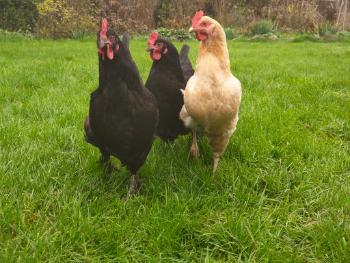 More information about "Rose Cottage"